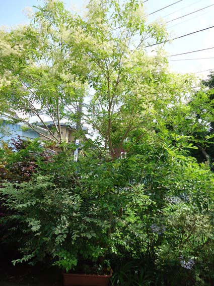シマトネリコの特徴と剪定 ワンポイントアドバイス 庭木の剪定ドットコム ボサボサの庭木が甦る あなたも剪定をマスターしませんか