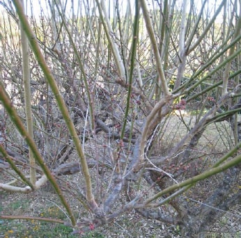1月 2月でもできる梅の剪定 庭木の剪定ドットコム ボサボサの庭木が甦る あなたも剪定をマスターしませんか