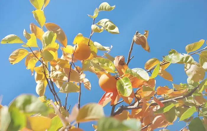 暑い夏は家のから「見る」柿の剪定 | 庭木の剪定ドットコム ボサボサの