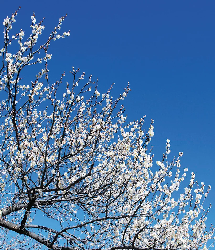 1月 2月でもできる梅の剪定 庭木の剪定ドットコム ボサボサの庭木が甦る あなたも剪定をマスターしませんか
