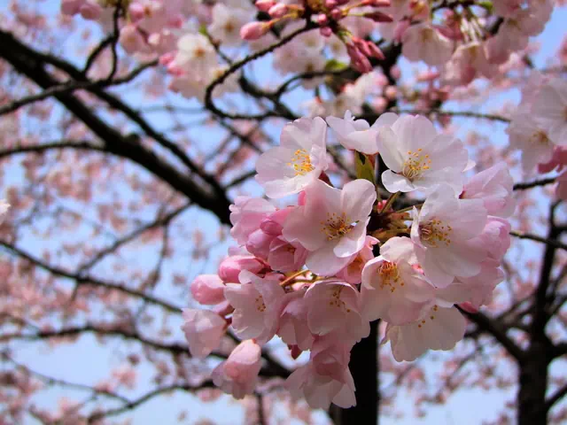 春咲き花木の剪定とワンポイントアドバイス 庭木の剪定ドットコム ボサボサの庭木が甦る あなたも剪定をマスターしませんか