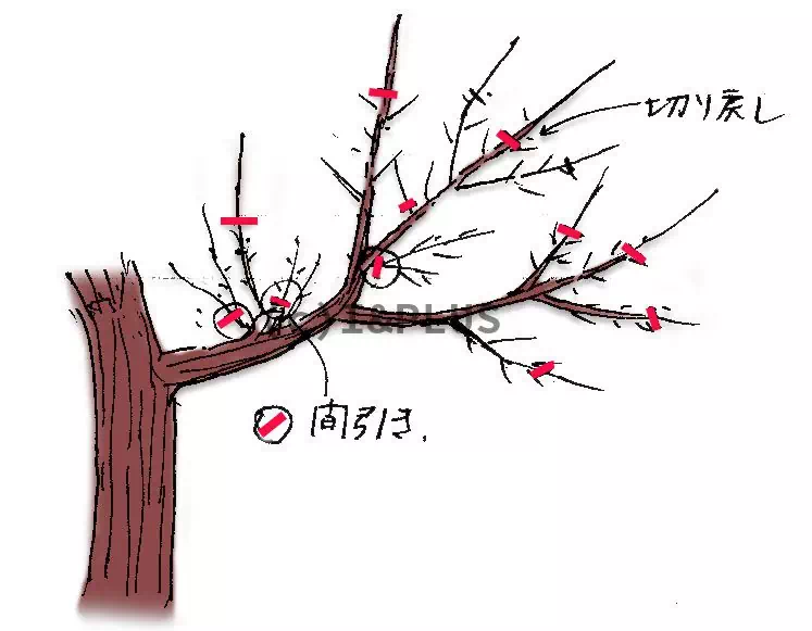 冬に行う梅 ウメ の剪定例 剪定の時期を逃してしまった場合 庭木の剪定ドットコム ボサボサの庭木が甦る あなたも剪定をマスターしませんか
